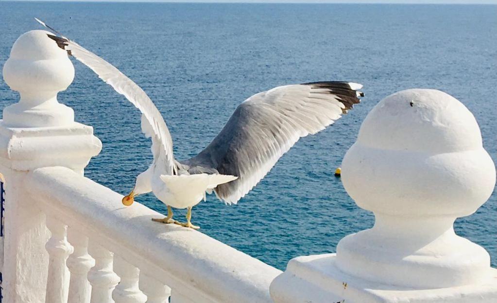 Apartamento Agua Marina Levante Beach 베니돔 외부 사진